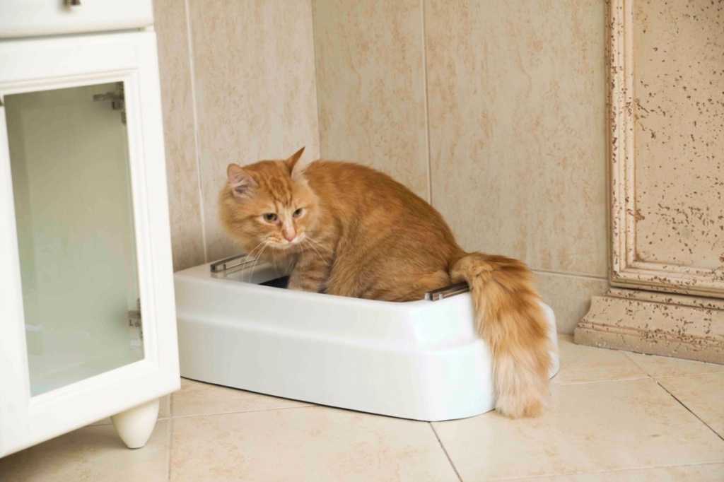 Почему кошка ходит в туалет мимо лотка