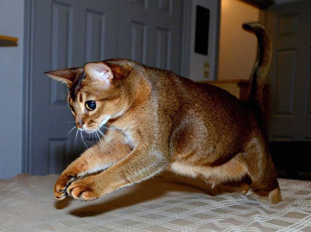Породы кошек с голубыми глазами (23 фото): самые красивые коты коричневого и палевого, бежевого и других окрасов. как выбрать котенка?