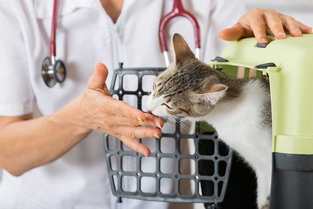 Инфекционный перитонит кошек (fip) - лечение, основные причины и симптомы