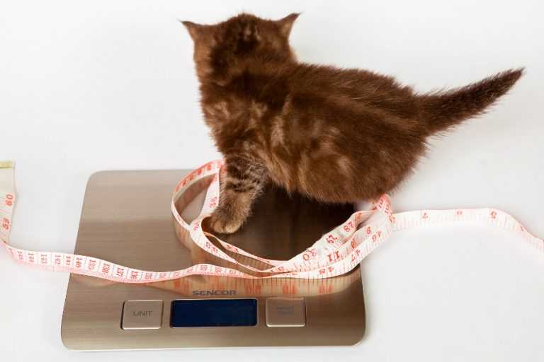Чем кормить кота, чтобы он набрал вес: высококалорийные корма и витамины