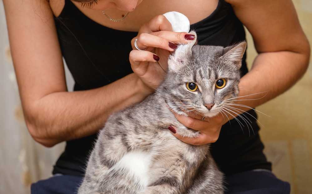 Глухота у кошки: симптомы, виды и диагностика