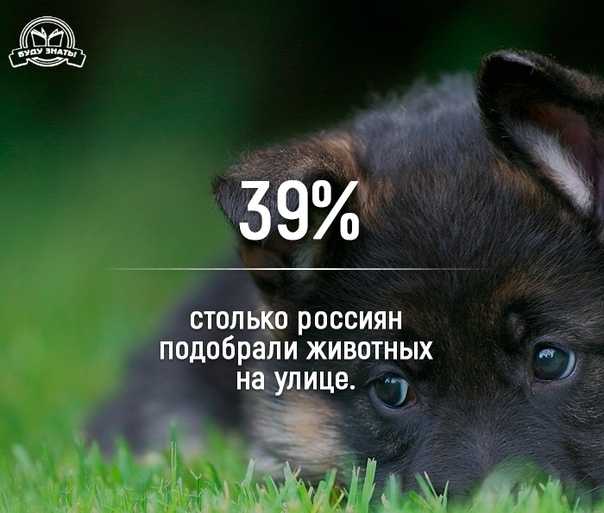 Налог на домашних животных в россии в 2018 году: цена, закон, петиция, последние новости