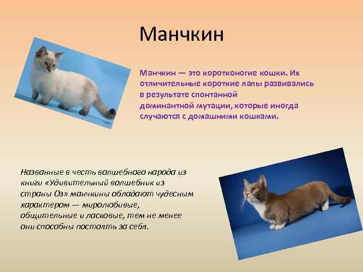 Манчкин: описание породы с фото — pet-mir.ru
