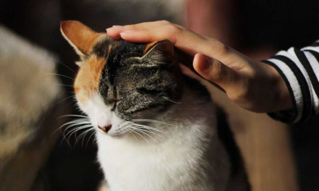 Почему кошки любят, когда их гладят: 3 причины, а также способы поглаживания усатых любимцев