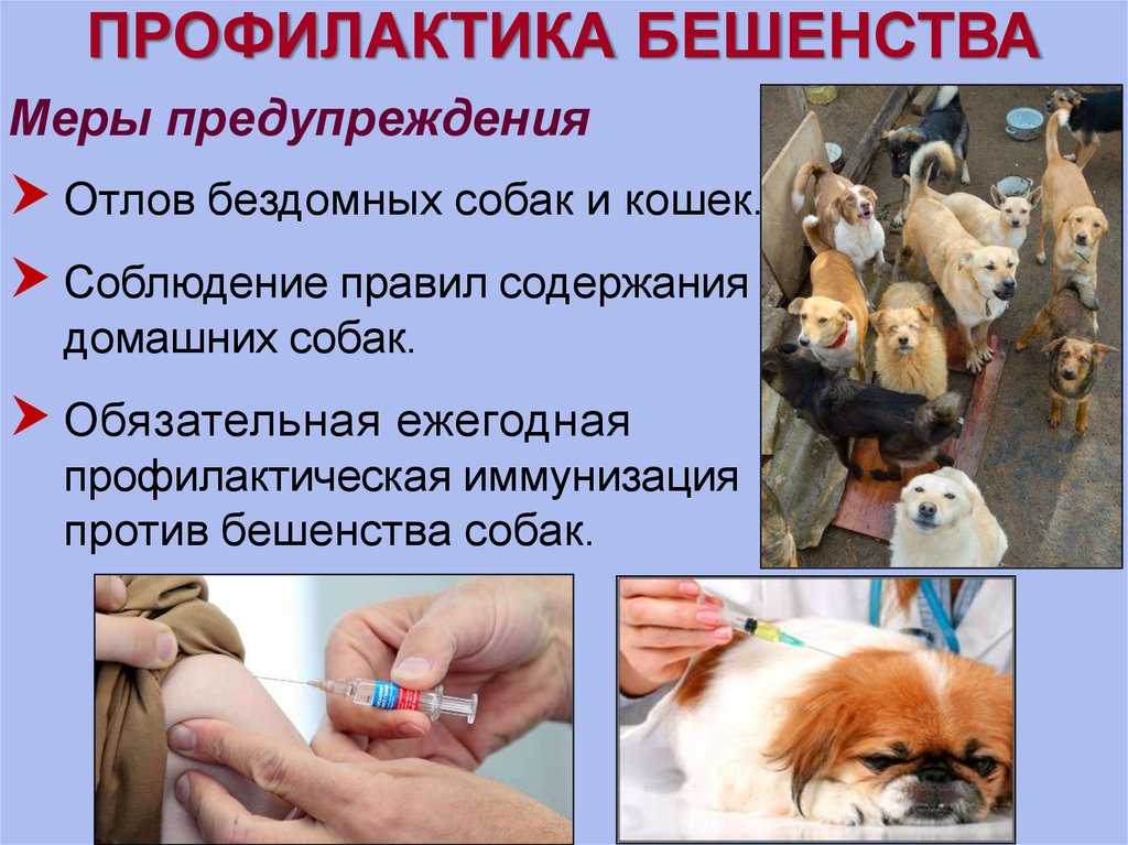 Прививки собакам по возрасту: таблица прививания, как собаки переносят прививку от бешенства