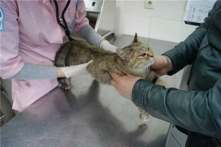 Лейкоз у кошек: симптомы, лечение и профилактика вирусной лейкемии