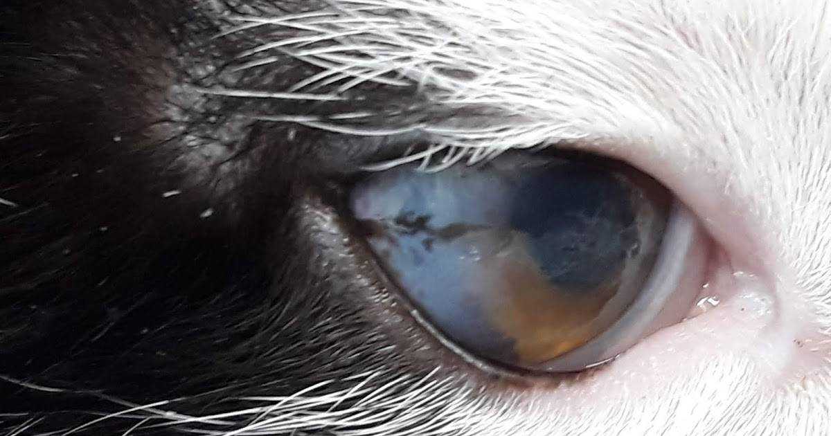 Могут ли кошки плакать и почему: у кошки слезятся глаза, как лечить? советы +видео