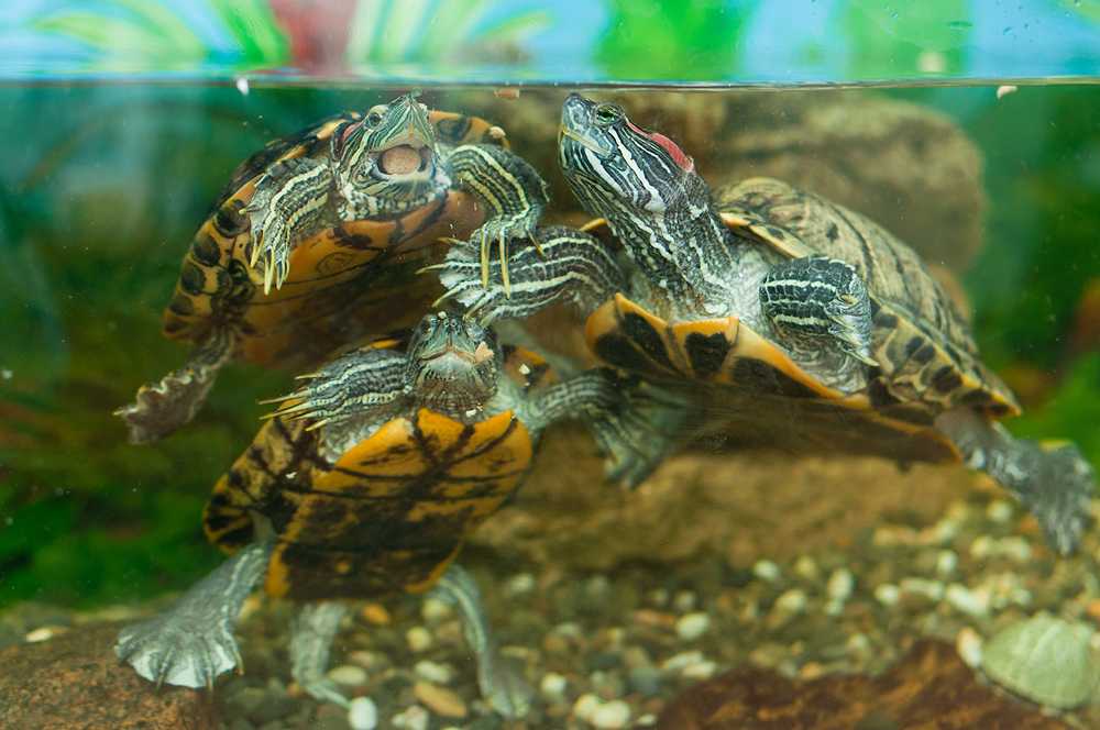 Черепаха в аквариуме уход. Черепаха водная красноухая. Аквариумная черепаха красноухая. Аквариумные Черепашки красноухие. Красноухая водяная черепаха.
