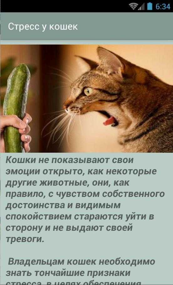 Стресс у кошек -  симптомы стресса у кота, как помочь кошке при стрессе в москве. ветеринарная клиника "зоостатус"