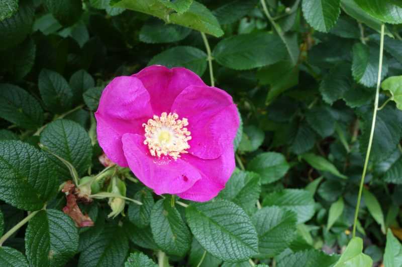 Морщинистый шиповник rosa rugosa – полезные свойства