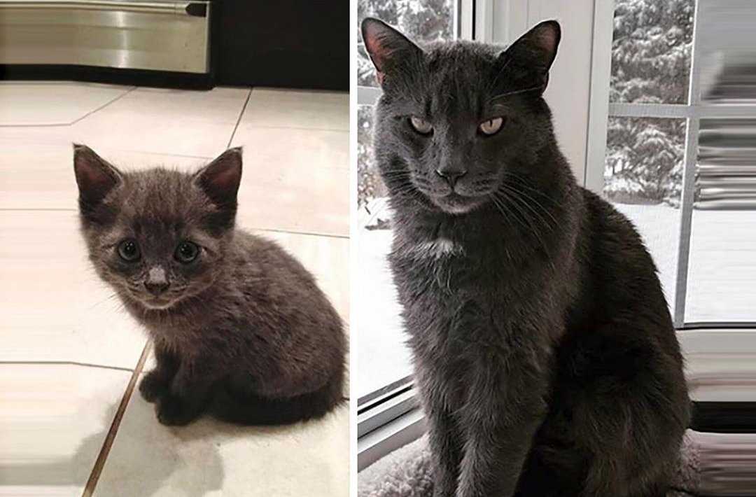 Взрослая кошка вместо котенка: муки выбора