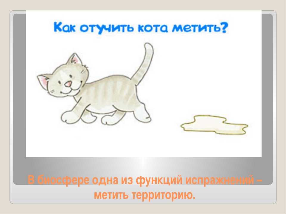Как отучить кота метить территорию: что делать, если он метит в доме или квартире, как бороться на улице, как найти и нейтрализовать метки - блог о животных - zoo-pet.ru