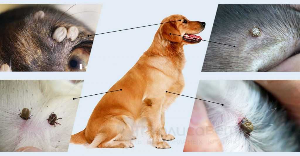 Пироплазмоз (бабезиоз) у собак - симптомы и лечение
пироплазмоз (бабезиоз) у собак - симптомы и лечение