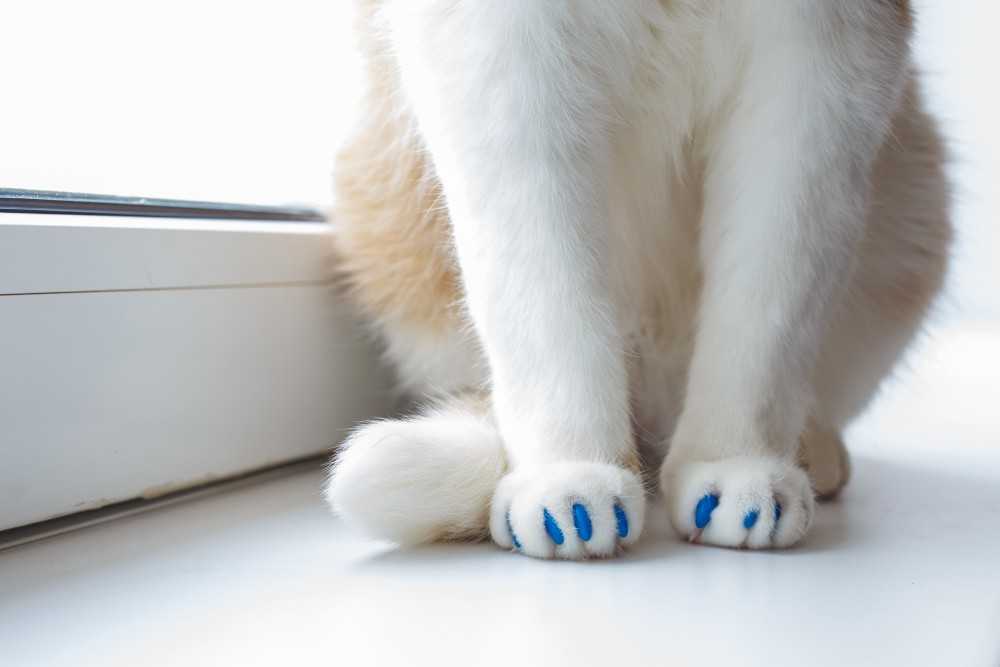 Антицарапки, или колпачки на когти для кошек: как клеить и когда снимать, плюсы и минусы, выбор размера мягких коготков для кошек