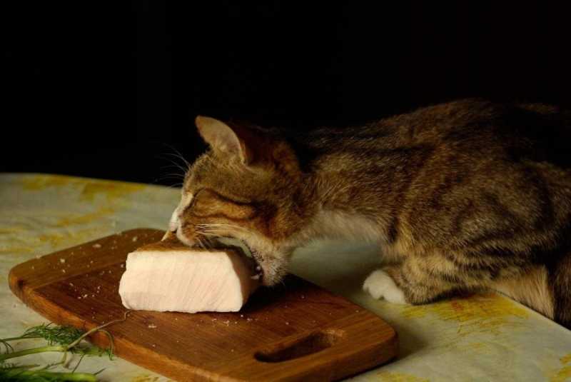 Можно ли кошку кормить салом: веские аргументы за и против
