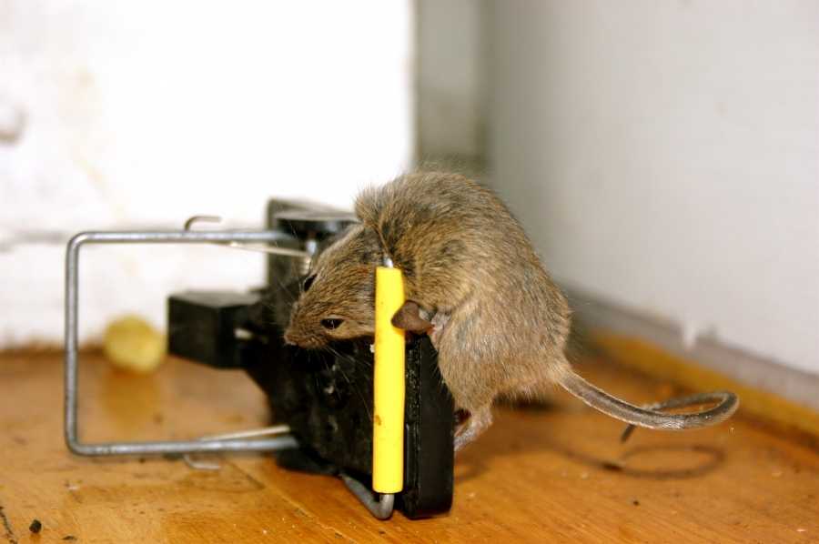 Сколько живут домашние крысы. смерть домашней крысы: признаки и причины