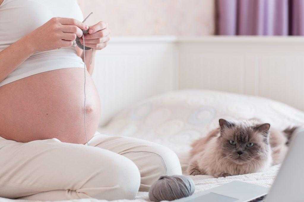 Стоит ли верить примете, что беременным нельзя гладить кошек и откуда появилось такое суеверие: что будет, если бить, пинать и обижать животное