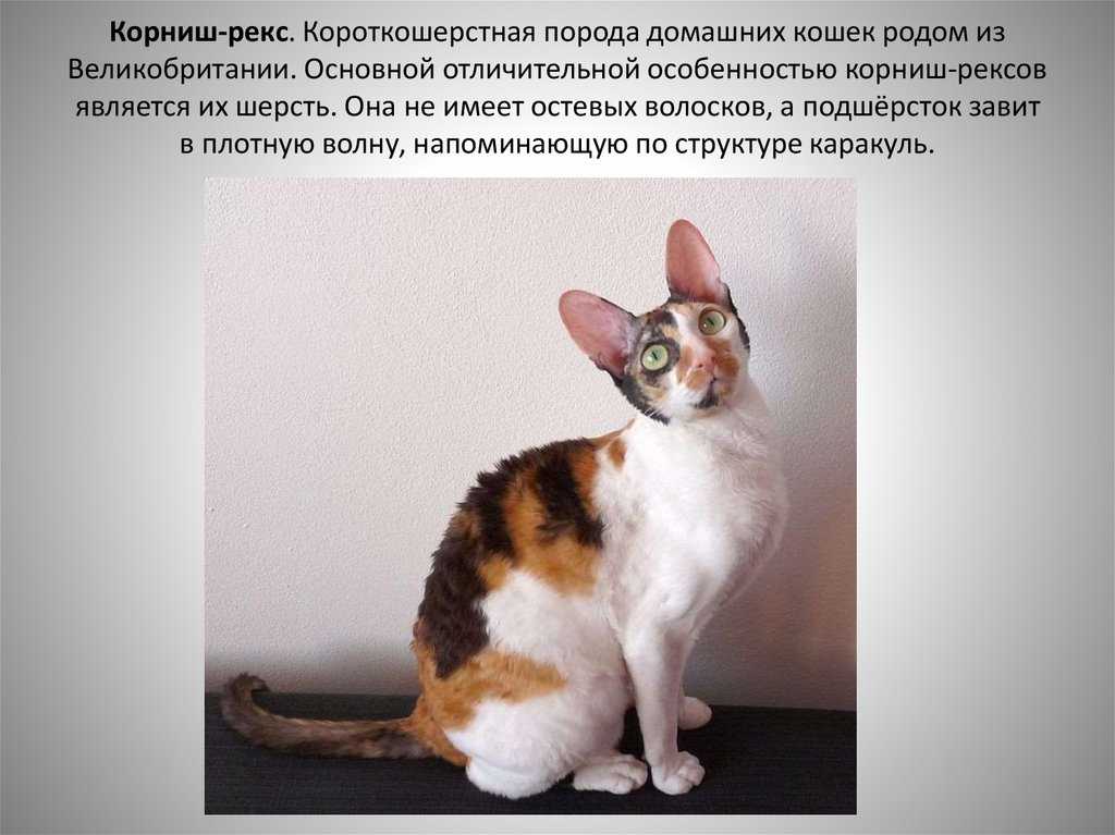Селкирк рекс: описание породы, фото кошки, сколько живет, цена котенка, содержание и уход, интересные факты