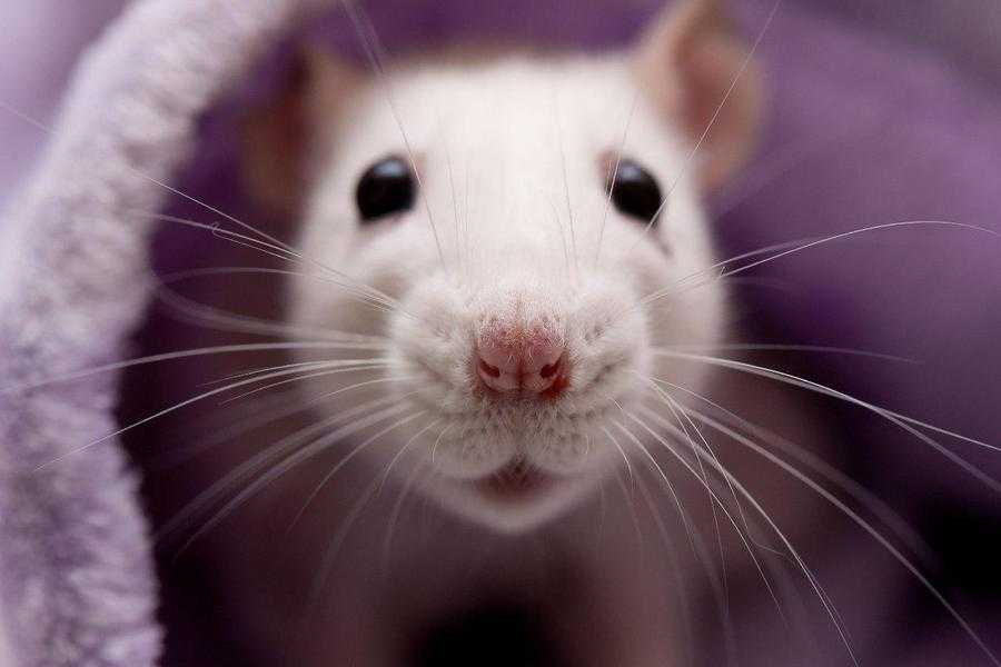 ᐉ домашняя крыса издает странные звуки, что они означают - zoopalitra-spb.ru