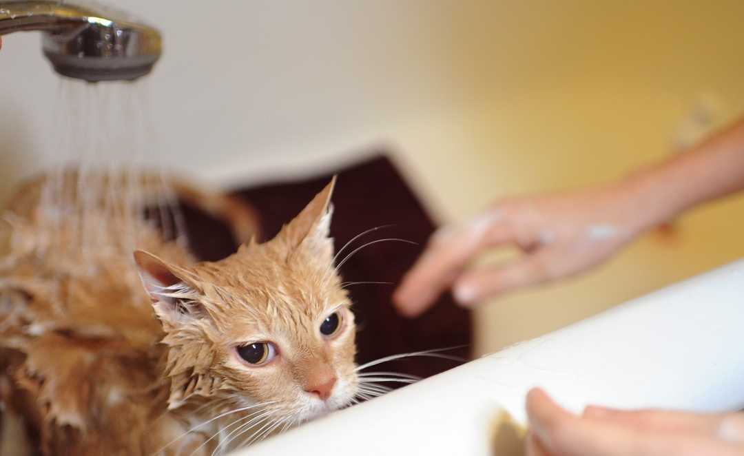 Надо купать кошек. Мытье кошки. Кота моют. Котенок купается. Кошка моется.