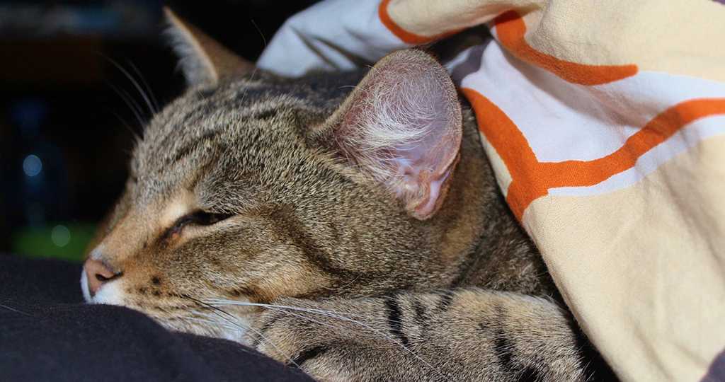 Кошачья простуда: вся важная информация о заболевании