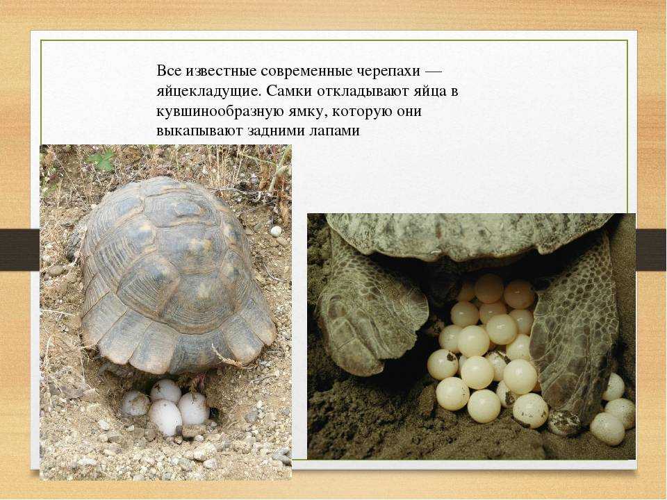ᐉ яйца красноухой черепахи, как определить беременность и что делать если черепаха снесла яйцо - zoopalitra-spb.ru