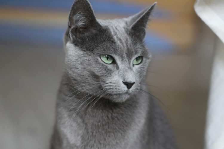 Русская голубая кошка — описание породы, уход и содержание, чем кормить, фото