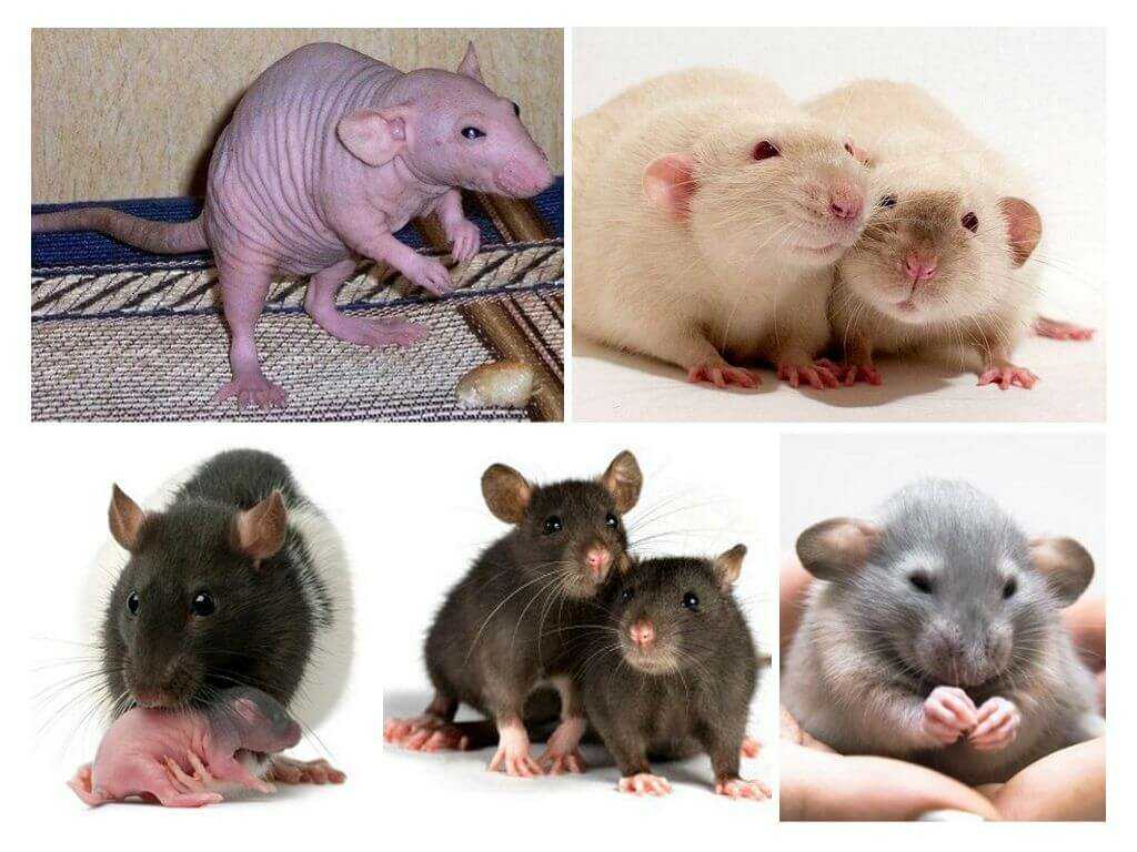 Крысы дамбо (42 фото): особенности породы. сколько живут эти декоративные крысы? уход и содержание. отзывы владельцев