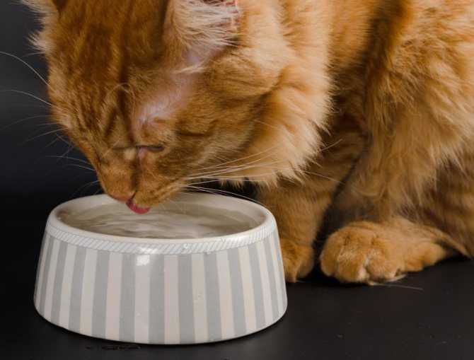 Почему кот пьет много воды: причины и норма — pet-mir.ru