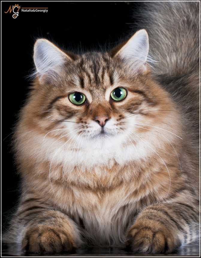 Сибирская кошка: 30+ фото, описание породы, характер, видео, цена