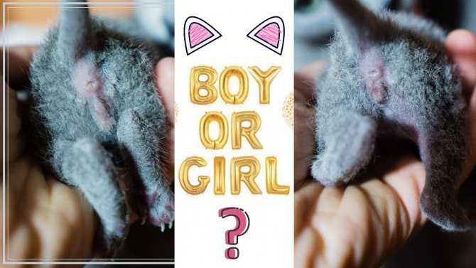 Как определить пол новорожденного или совсем маленького котенка и отличить кота от кошки в раннем возрасте?