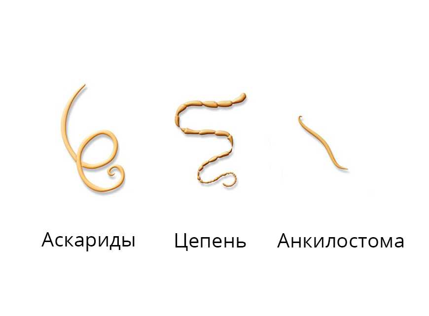 Понос после глистогонки у кошек