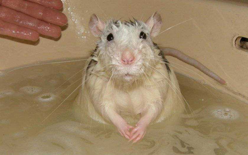 Речная крыса или водоплавающая: вред и польза для человека