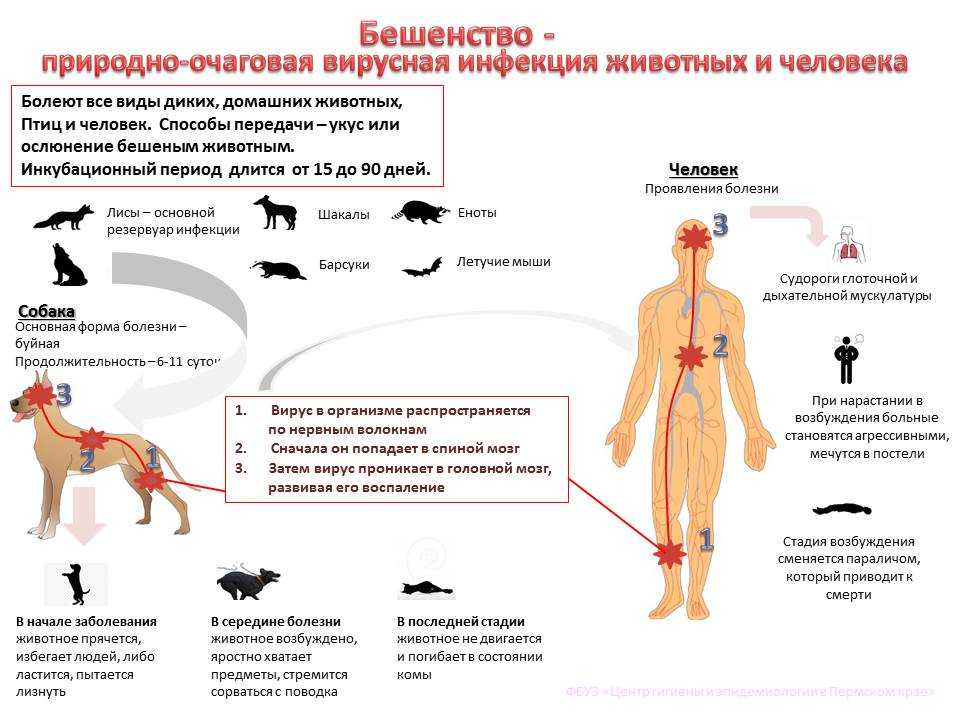 Симптомы бешенства у кошек: первые признаки заражения и формы развития болезни