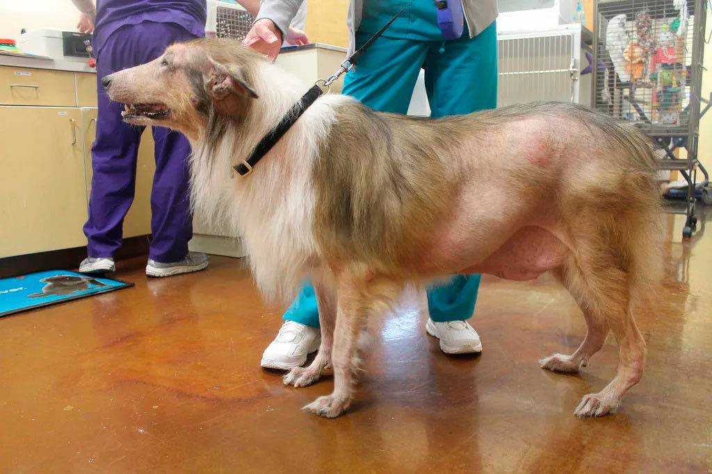Облысение (алопеция) у собак и кошек | ветеринарная клиника бэст в новосибирске