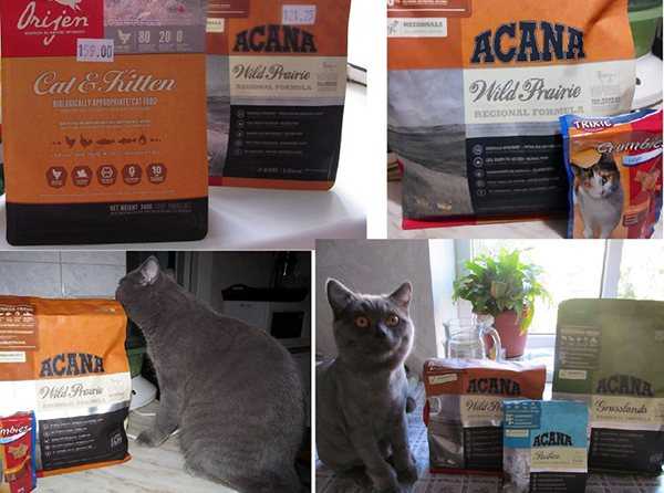 Подробный обзор сухого и влажного корма корма для кошек и котят Наша марка - анализ состава, рекомендации по хранению, отзывы покупателей