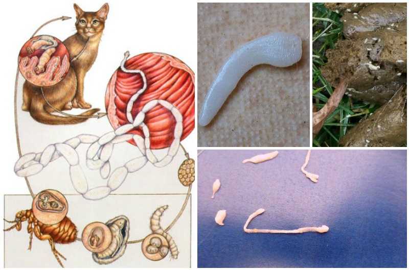 Паразиты у кошек, фото с названиями - обработка кошки от паразитов  (лечение и препараты)