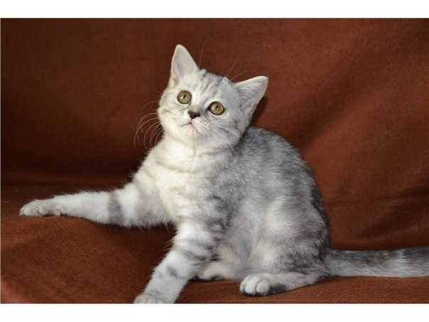 Шотландские котята: вислоухие, прямоухие, окрасы, фото, стоимость