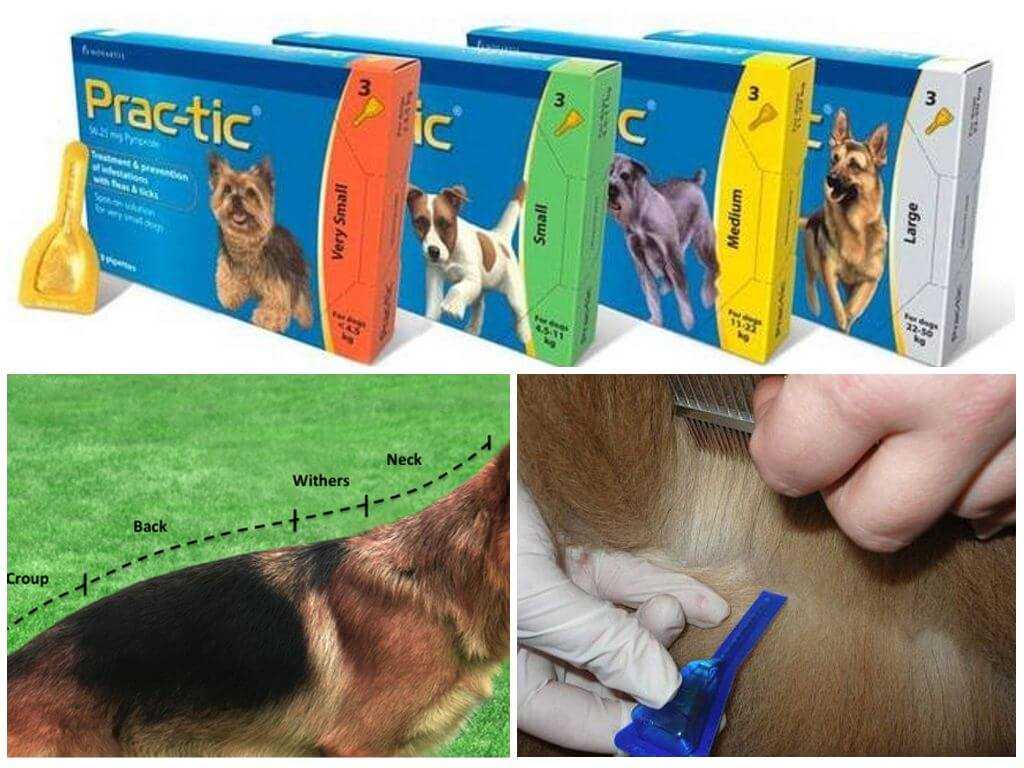 Практик от клещей для собак — описание, эффективность, правила применения