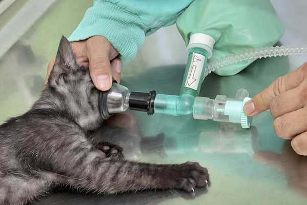 Сколько кошка отходит после наркоза после стерилизации