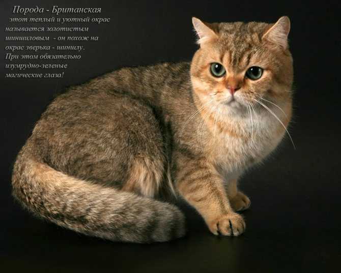 Породы кошек с фотографиями и названиями