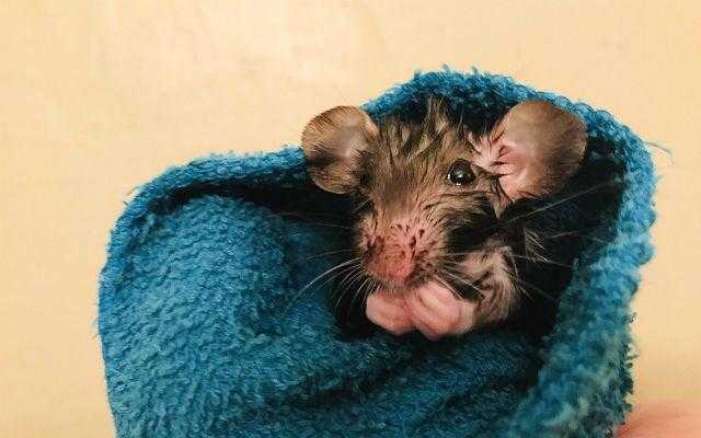 Болезни, которые переносят дикие мыши и крысы -
 фбуз "центр гигиены и эпидемиологии в красноярском крае"