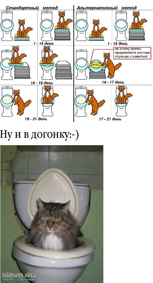 С какого возраста котят приучают. Приучение кота к унитазу. Как приручить котенка к унитазу. Приучить котенка к туалету. Приручить кота.