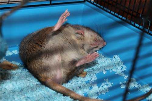 Крыса сбежала из клетки: как найти и поймать домашнего грызуна