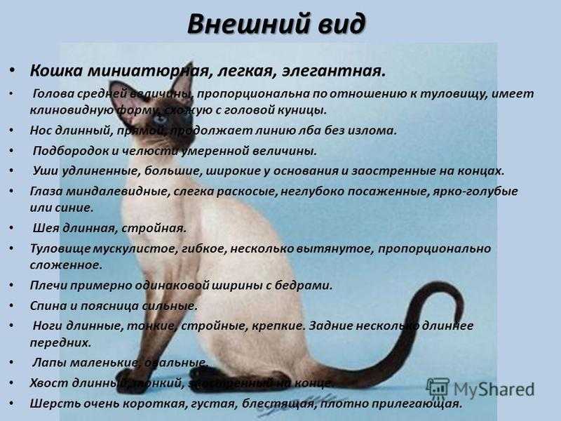 Анатолийская кошка (31 фото): описание котов анатолийской породы, характеристика котят серого и белого, рыжего и другого окраса