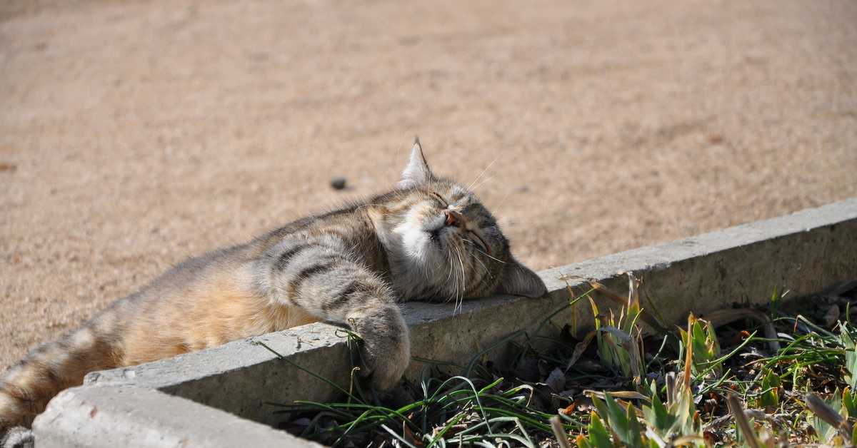 Признаки теплового удара у кошек и методы оказания неотложной помощи