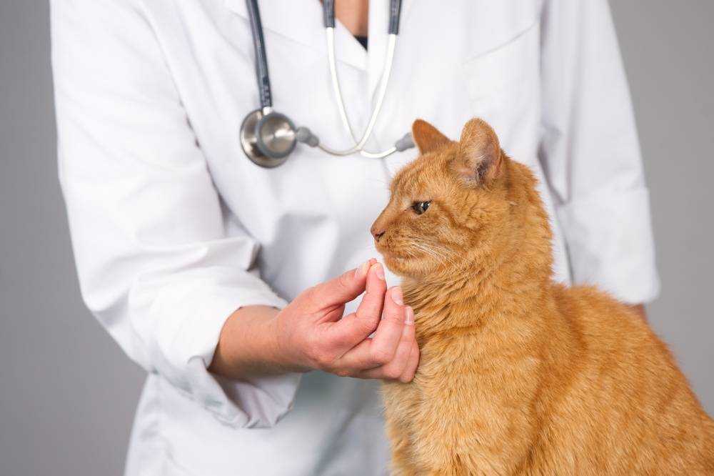 Моча у кошек: проблемы и симптомы