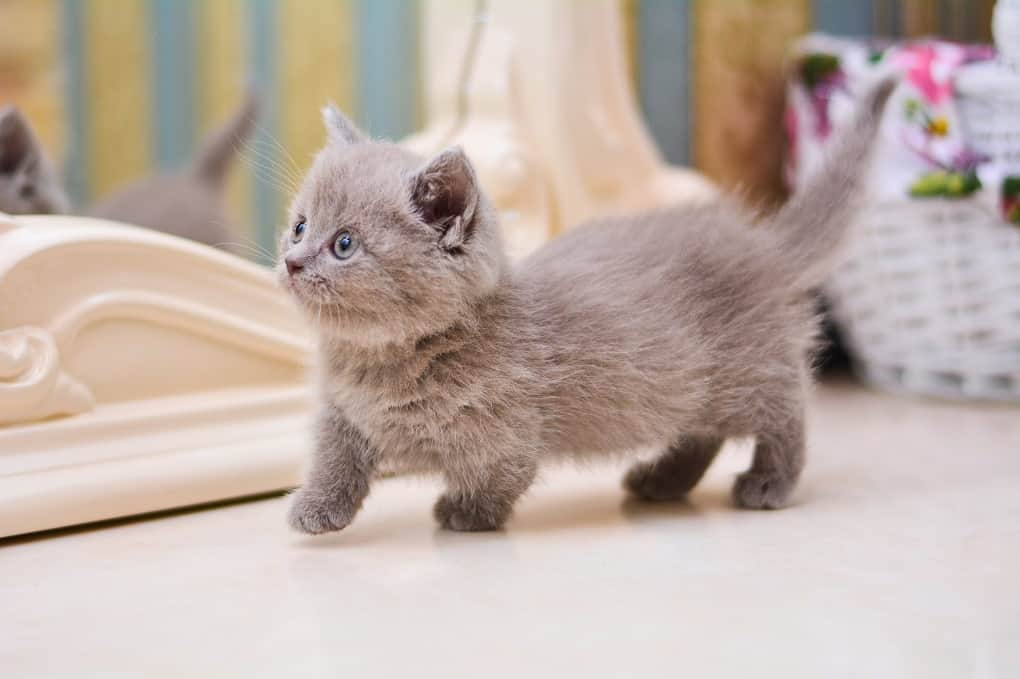 Самые маленькие породы кошек: фото, названия с описанием