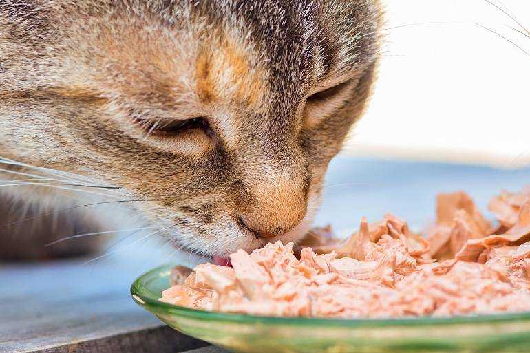 Чем кормить кошку после родов? правила здорового рациона