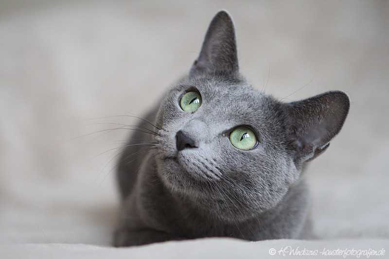 ᐉ русская голубая кошка - описание пород котов - ➡ motildazoo.ru